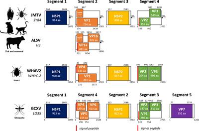 Jingmenviruses: Ubiquitous, understudied, segmented flavi-like viruses